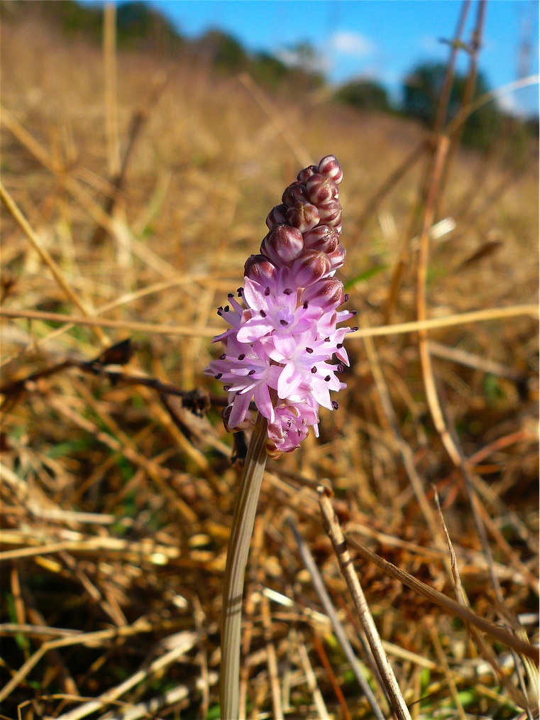 Prospero autumnale / Scilla autunnale